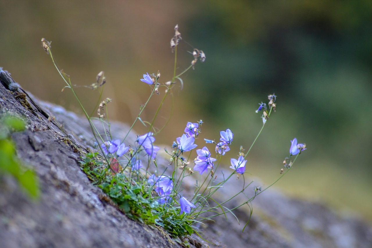 blue, wall, wall flower-3931444.jpg